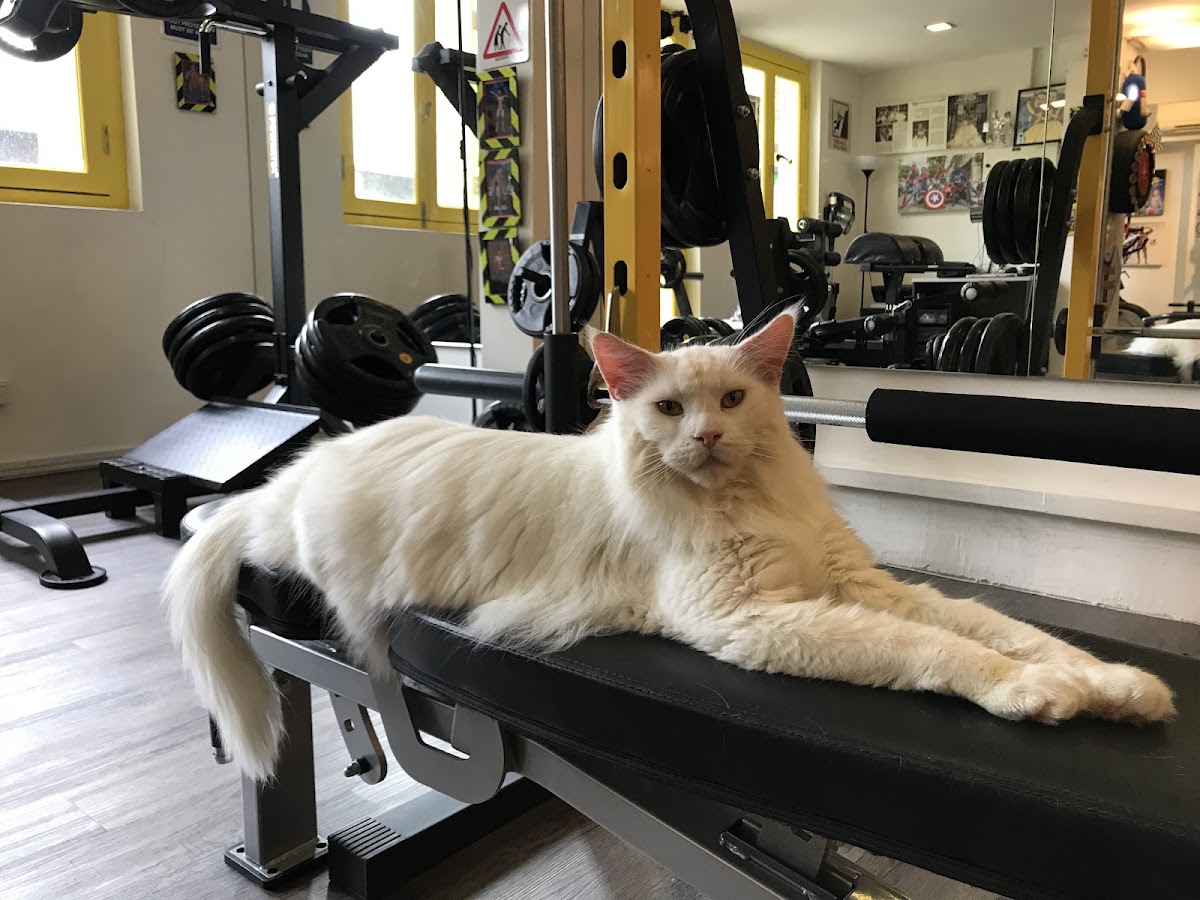 Hercules Fitness Gym